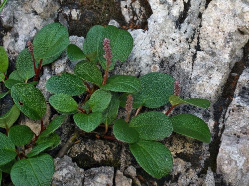 Salix reticulata (vŕba sieťkovaná)