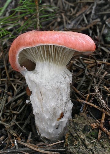 Gomphidius roseus (sliziak ružový)