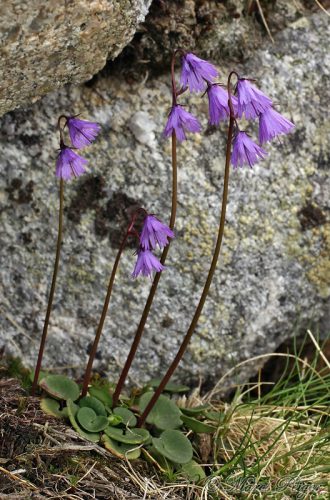 Soldanella carpatica (soldanelka karpatská)