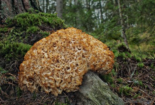 Sparassis crispa (kučierka veľká)