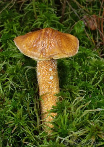 Suillus plorans (masliak limbový)