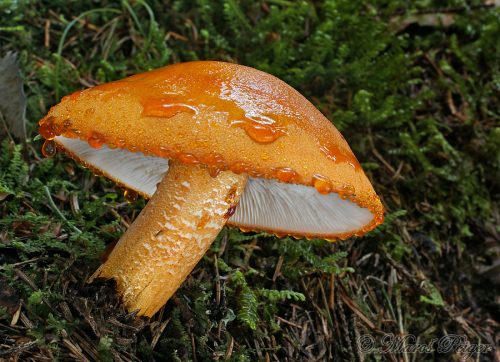 Tricholoma aurantium (čírovka oranžová)