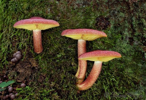 Tricholomopsis rutilans (čírovec červenožltý)