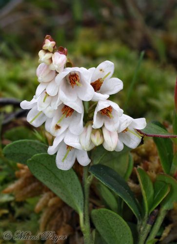 Vaccinium vitis-idaea (brusnica pravá)