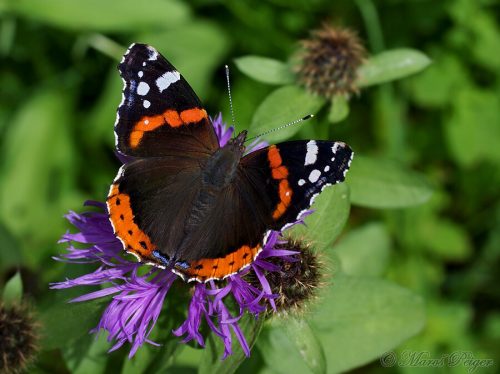 Vanessa atalanta (babôčka admirálska)