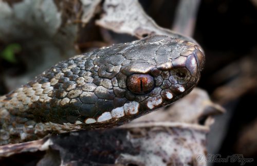 Vipera berus (vretenica severná)