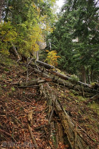 bohatá zásoba mŕtveho dreva je pre pralesy typická (Suchá dolina)