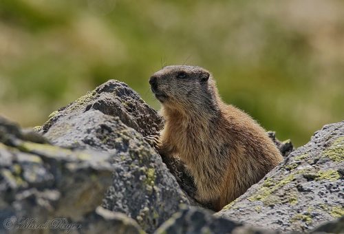 Marmota marmota latirostris (svišť vrchovský tatranský)