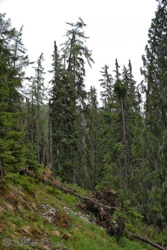 v pralese okolo hornej hranice lesa stromy nerastú nahusto (Trstený žľab)