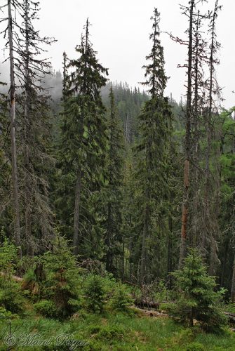 v pralese okolo hornej hranice lesa sú koruny smrekov štíhle, konáre siahajú aj do nižších častí kmeňa (Trstený žľab)
