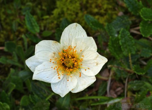 Dryas octopetala