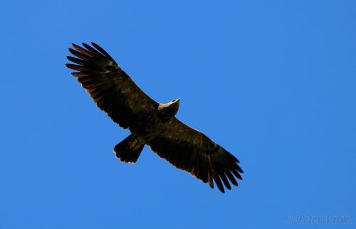 Aquila pomarina (orol krikľavý) - orlica Anička