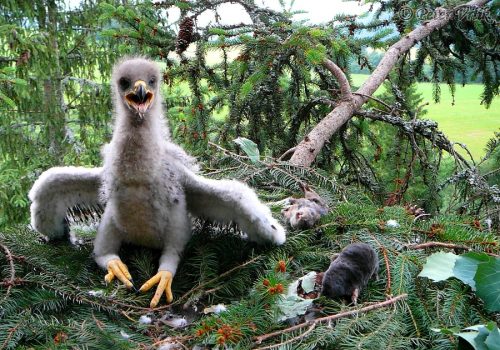 Aquila pomarina (orol krikľavý) mláďa