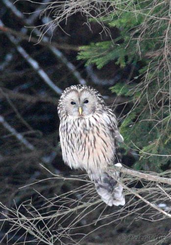 Strix uralensis (sova dlhochvostá)