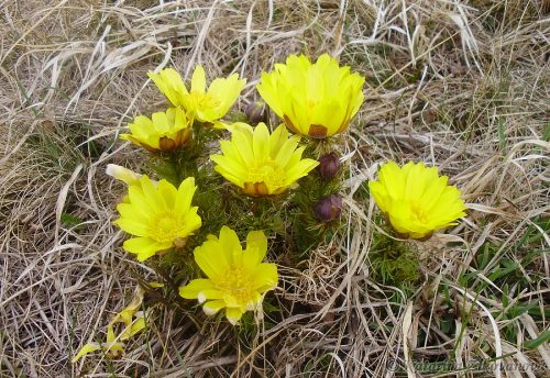 Adonis vernalis (hlaváčik jarný) - najsevernejší výskyt na Slovensku