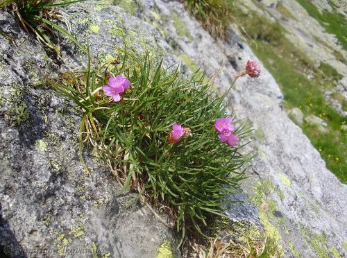 Armeria alpina (trávnička alpínska) - jediná lokalita výskytu na Slovensku