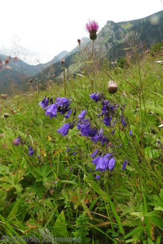 Campanula serrata (zvonček hrubokoreňový) - druh európskeho významu