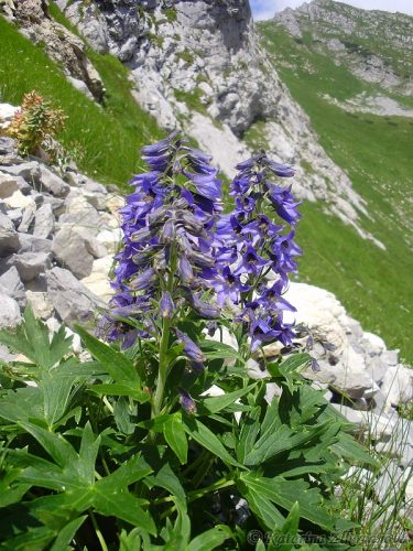 Delphinium oxysepalum (stračonôžka tatranská) - paleoendemit s centrom rozšírenia v Tatrách