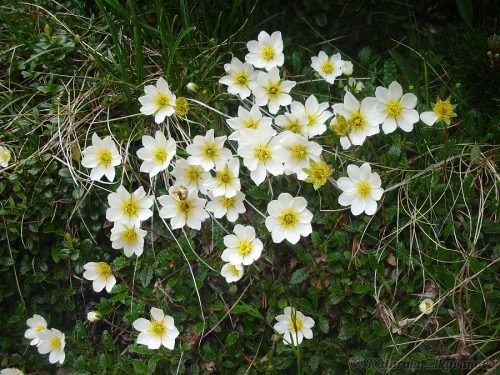 Dryas octopetala (dryádka osemlupienková)