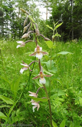 Epipactis palustris (kruštík močiarny)
