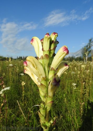 Pedicularis sceptrum-carolinum (všivec žezlovitý) - rastie len na niekoľkých slatinách v podhorí Tatier