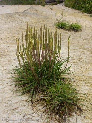 Plantago maritima (skorocel prímorský) - rastie na slaniskách v podhorí Tatier