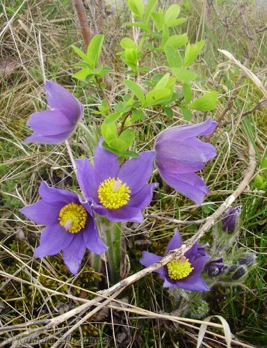 Pulsatilla patens (poniklec otvorený) - druh európskeho významu