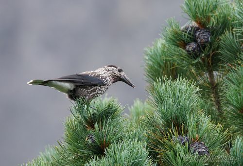 Nucifraga caryocatactes (orešnica perlavá)