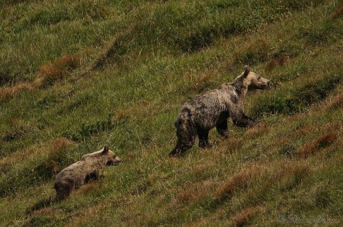 Ursus arctos (medveď hnedý)