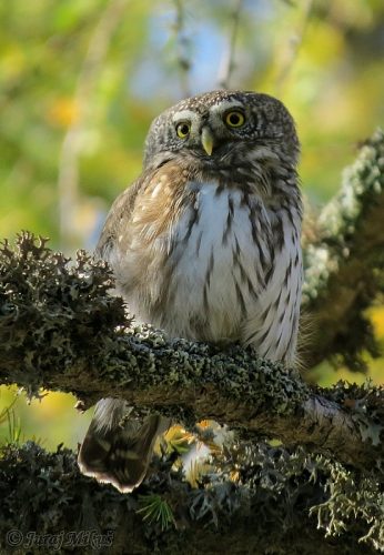 Glaucidium passerinum (kuvičok vrabčí)