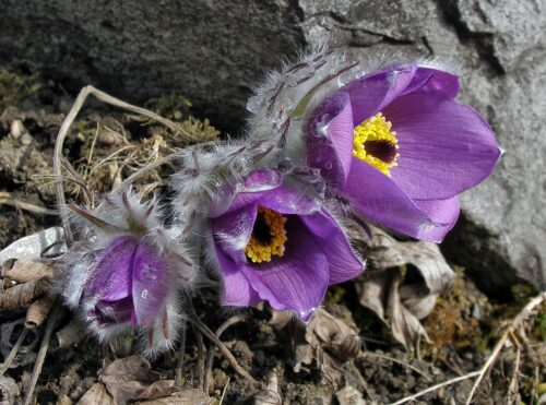 poniklec slovenský (Pulsatilla slavica)