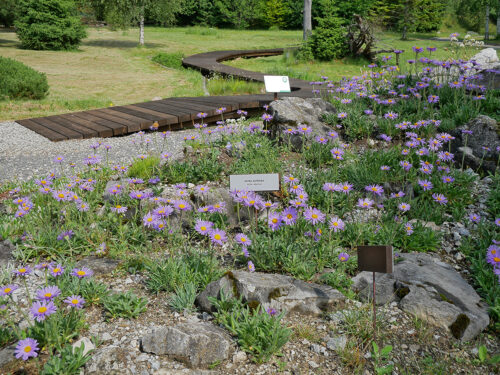 astra alpínska (Aster alpinus)