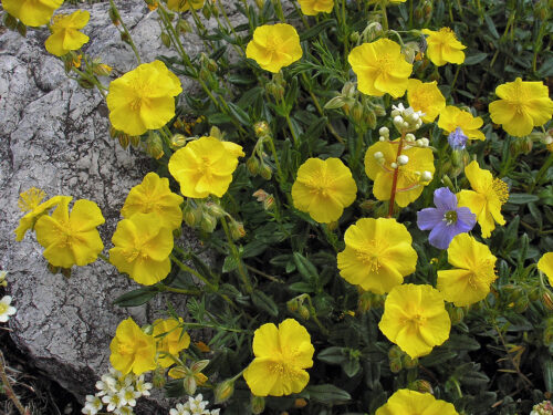 devätorník veľkokvetý (Helianthemum grandiflorum)