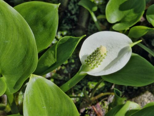 diablik močiarny (Calla palustris)