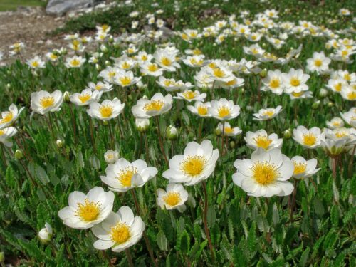 dryádka osemlupienková (Dryas octopetala)