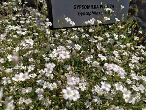 gypsomilka plazivá (Gypsophila repens)