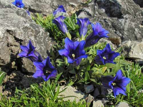 horec Clusiov (Gentiana clusii)