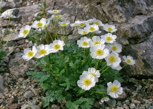 iskerník alpínsky (Ranunculus alpestris)