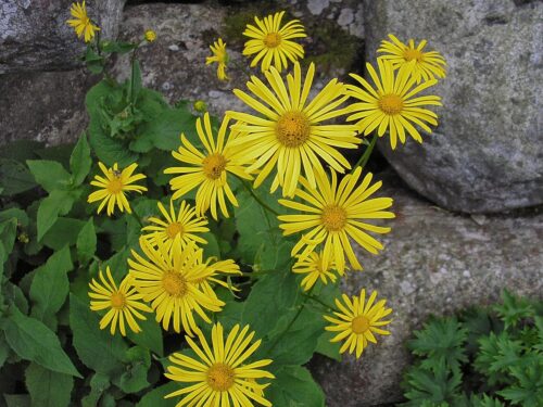 kamzičník rakúsky (Doronicum austriacum)