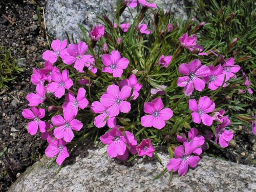 klinček ľadovcový (Dianthus glacialis)