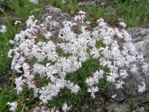 klinček včasný (Dianthus praecox)