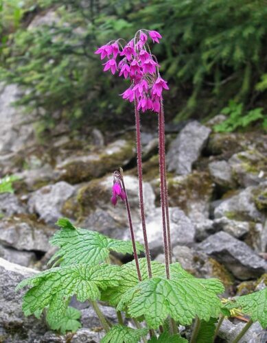 kortúza Matthioliho (Cortusa matthioli)