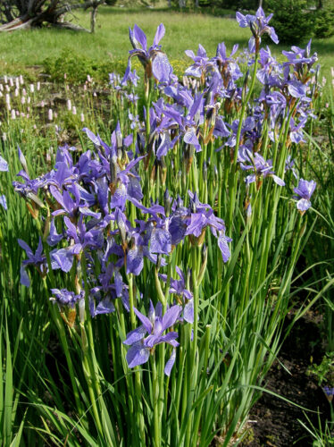 kosatec sibírsky (Iris sibirica)