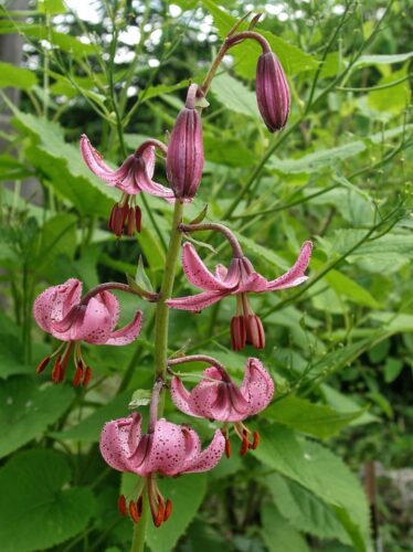 ľalia zlatohlavá (Lilium martagon)