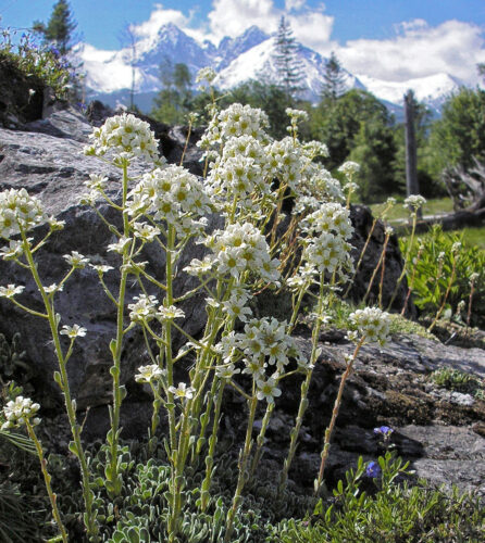 lomikameň metlinatý (Saxifraga paniculata)