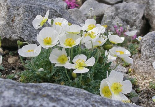 mak tatranský (Papaver tatricum)