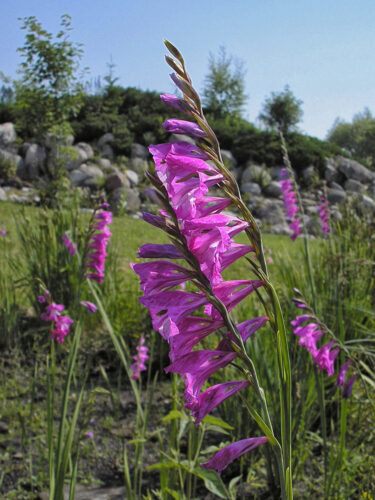 mečík škridlicovitý (Gladiolus imbricatus)