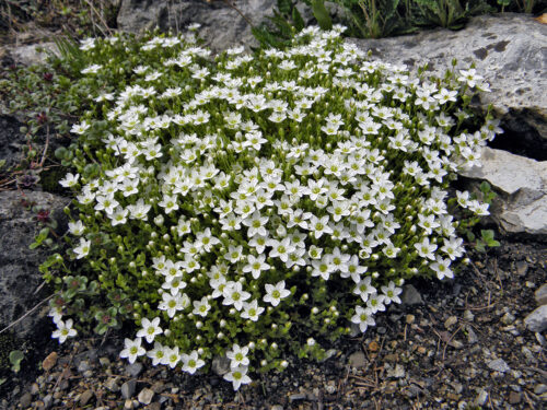 piesočnica brvitá (Arenaria tenella)