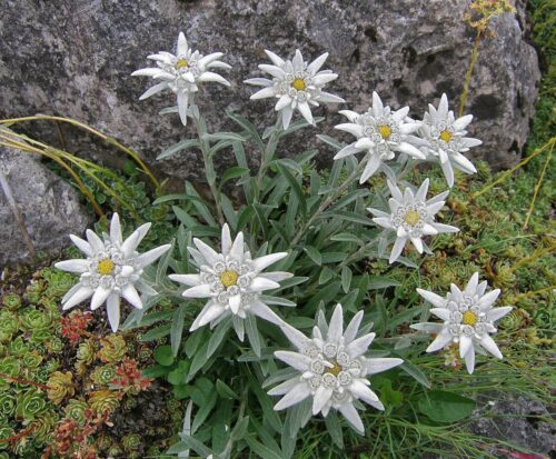 plesnivec alpínsky (Leontopodium alpinum)