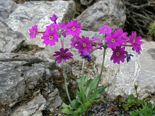 prvosienka dlhokvetá plocholistá (Primula halleri subsp. platyphylla)